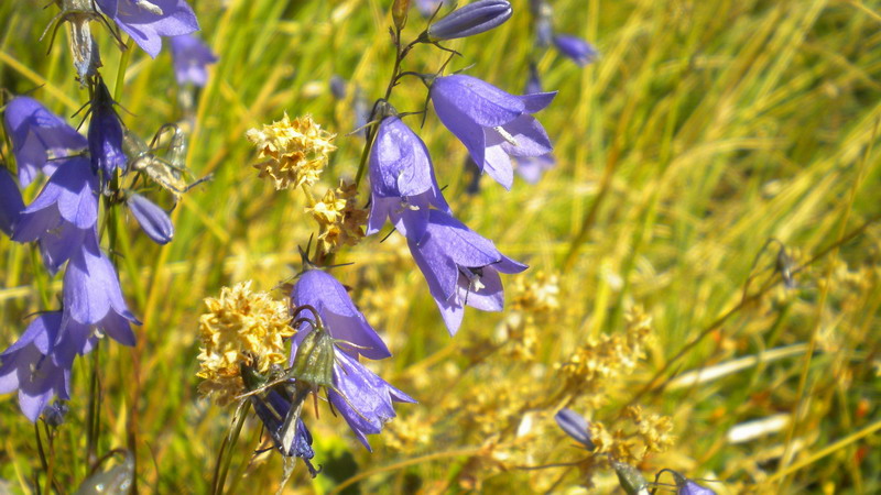 Campanula App.Reggiano